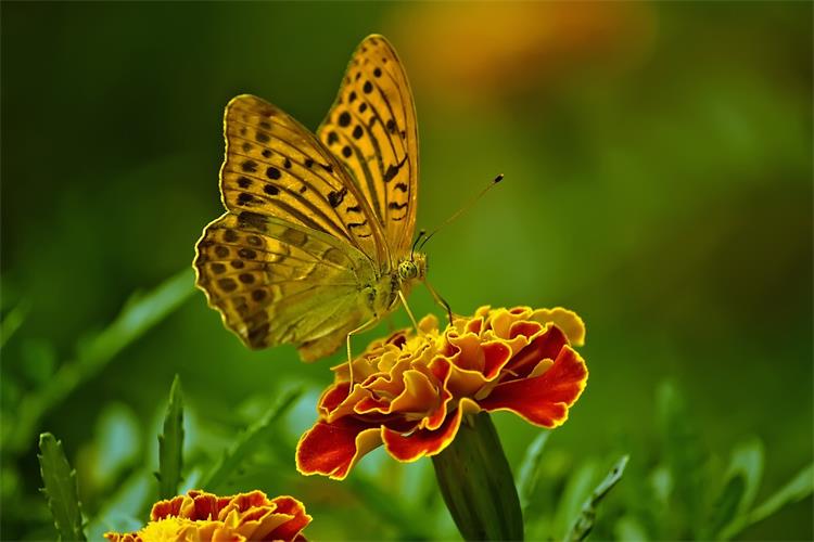 Insektenfreundlicher Garten